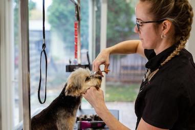 Dog grooming business plan