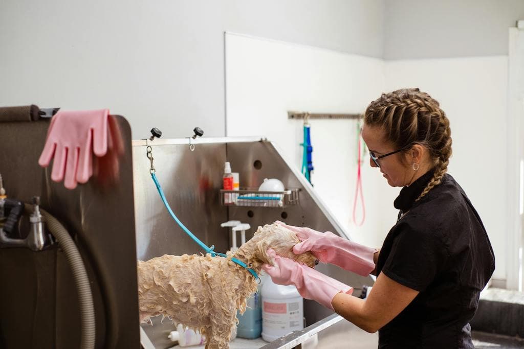 Dog grooming business plan: Executive Summary