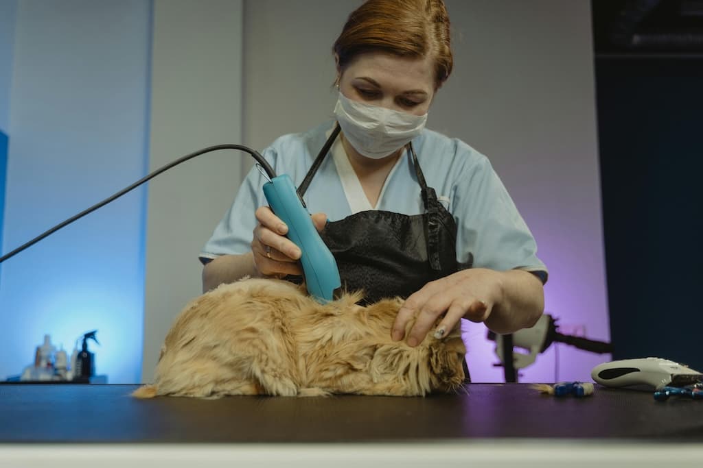 Dog grooming business plan: Risk Analysis