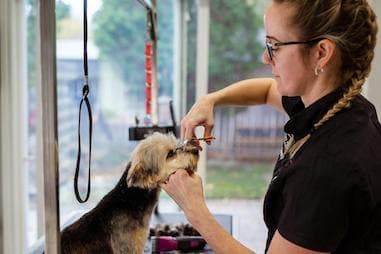 Plan d'affaires pour salon de toilettage canin