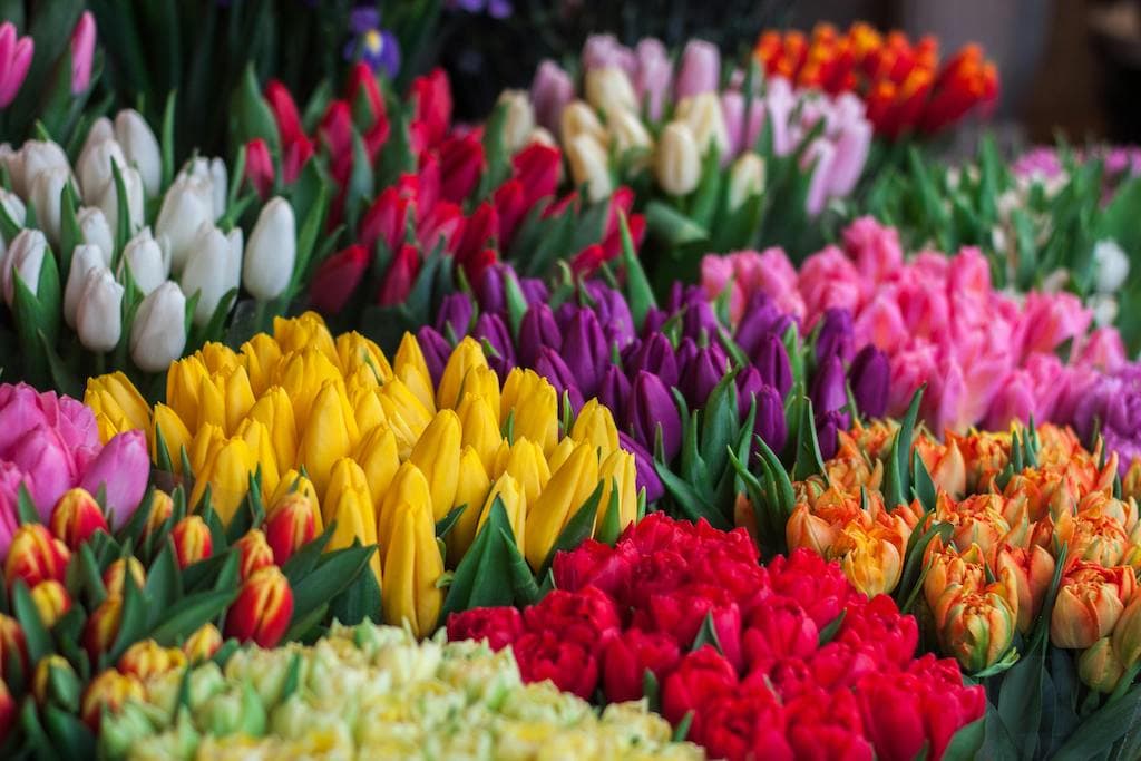 flower shop plan