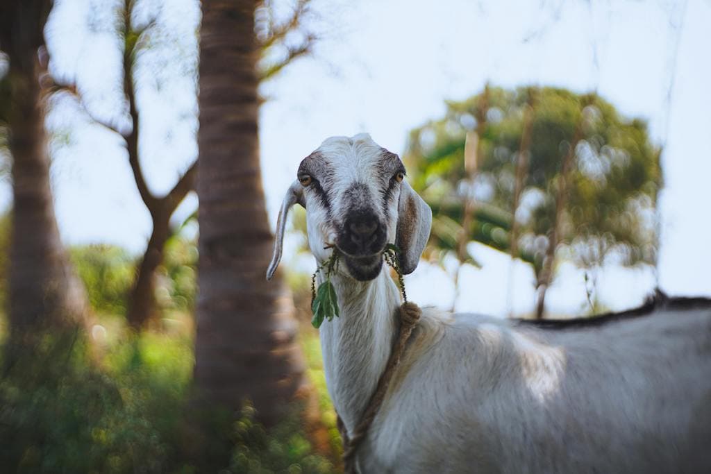 goat farming business plan sample