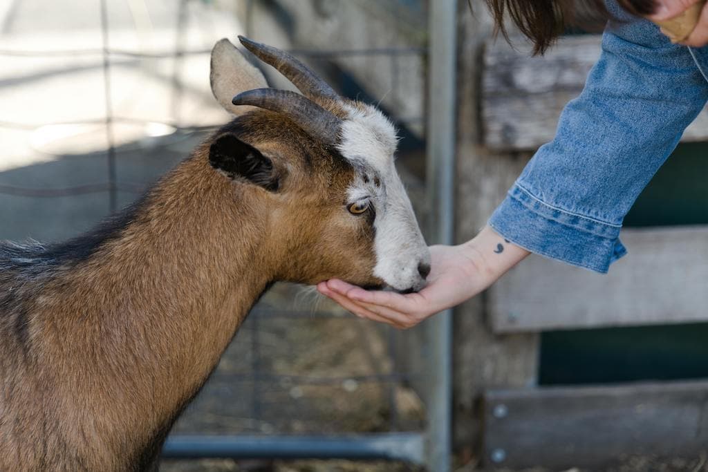 Goat farm business plan