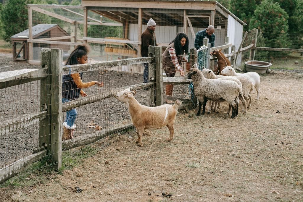 Business plan for goat farming