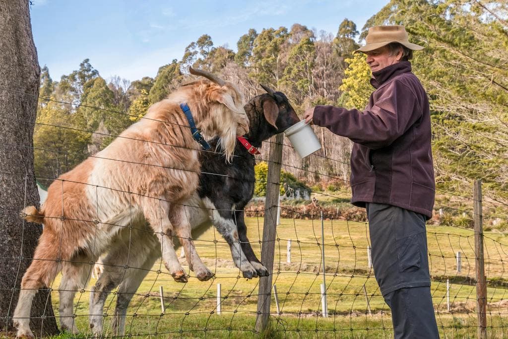 Goat farming business plan pdf free download