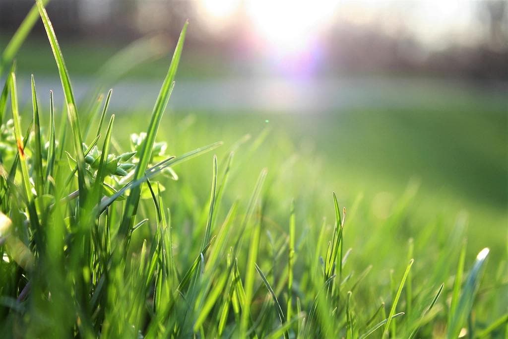 Lawn care business plan: Marketing and Sales Strategy