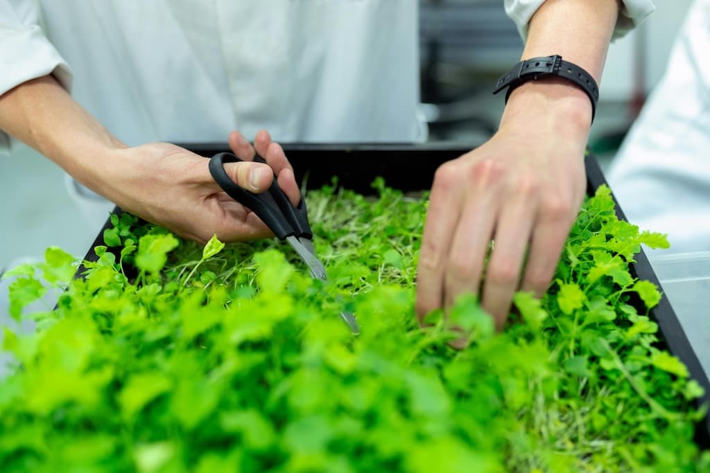 plan de negocio de microgreens