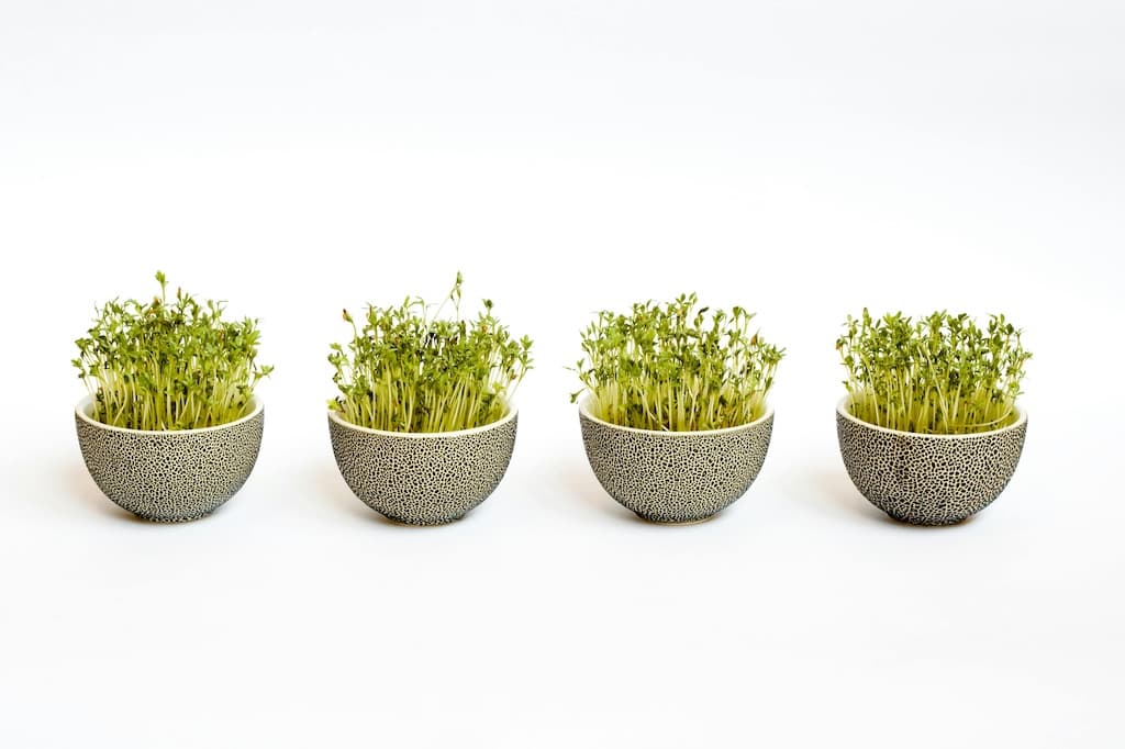 Plan de negocio de microgreens: muestra, ejemplo y plantilla para impulsar tu negocio de microgreens hacia el éxito.