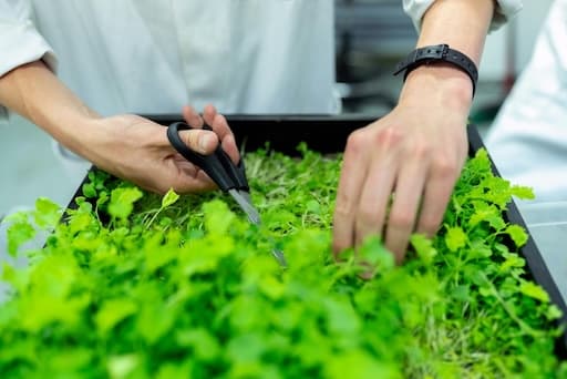 Plan d'affaires pour les microgreens + PDF