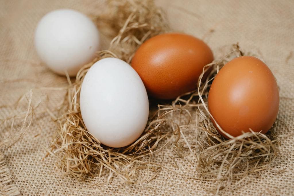 Plan d'affaires pour ferme avicole: Financial Projections