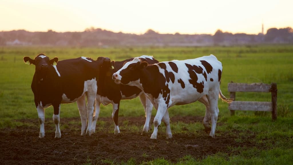 Descubre nuestro plan de negocio agrícola: un ejemplo, plantilla y muestra para impulsar tu granja exitosa. ¡Hazlo realidad!