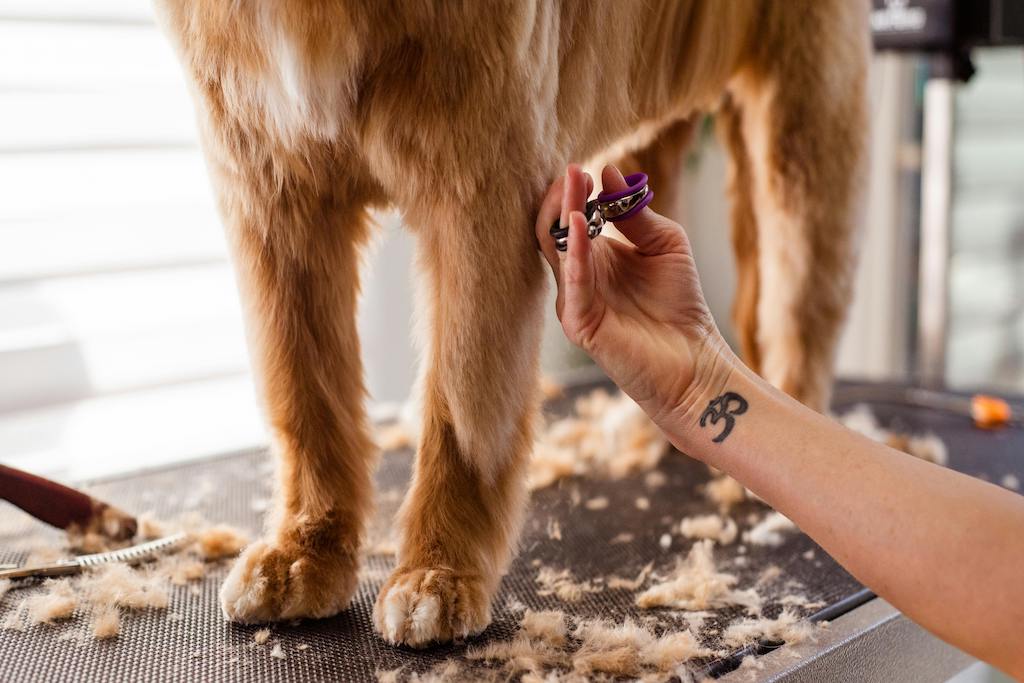 Dog grooming business plan: Market Research and Analysis