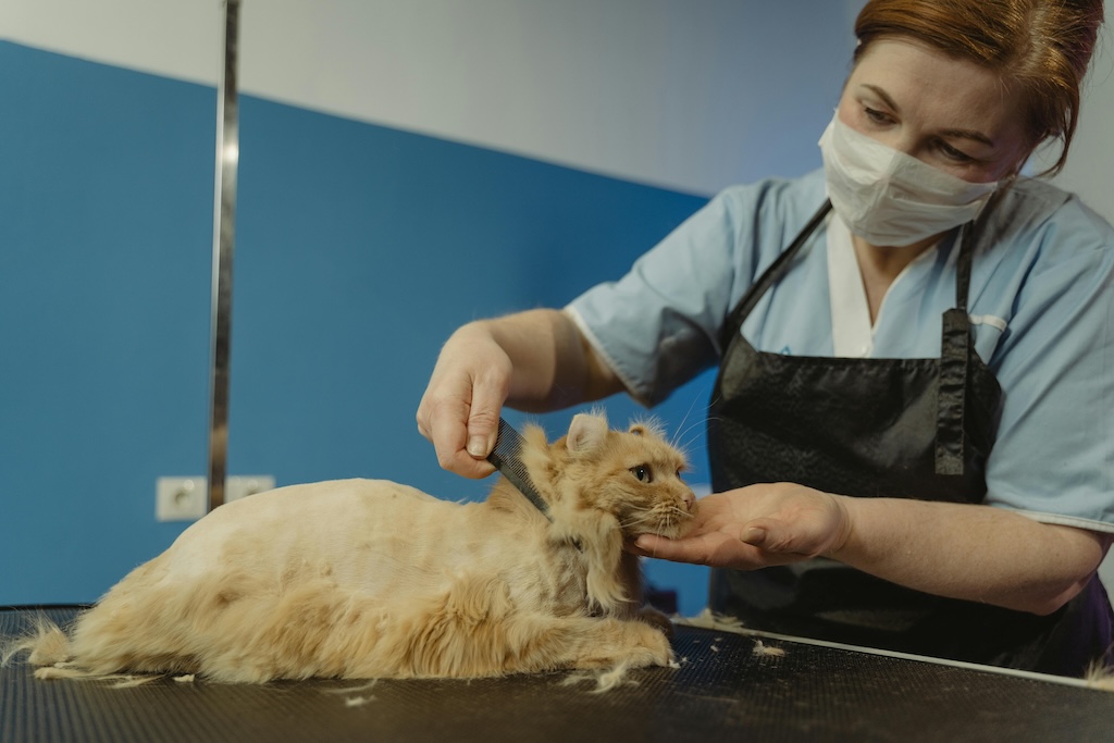 Plan de negocio de peluquería canina: Estrategia de Marketing y Ventas