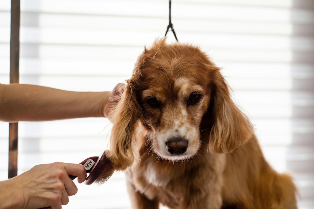 Dog grooming business plan: Financial Projections