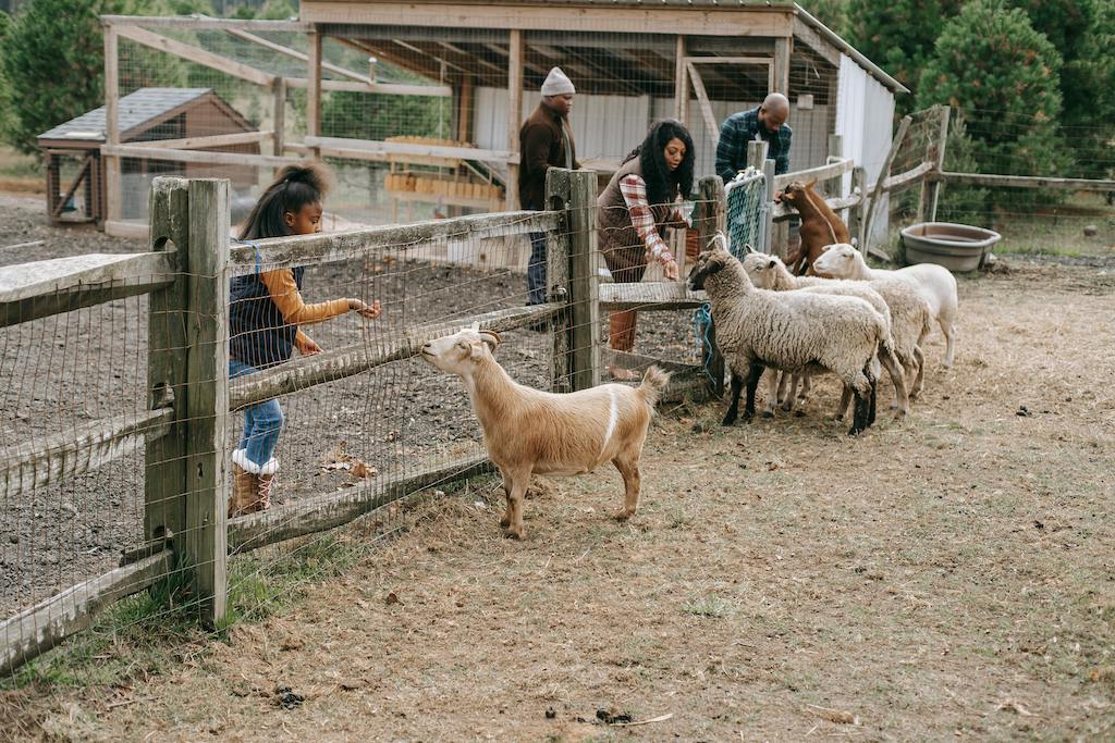 Goat farm business plan: Financial Projections