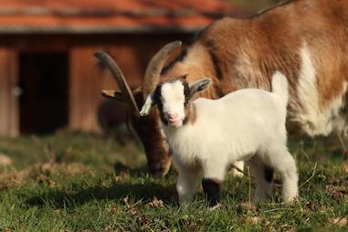 Goat farm business plan + PDF