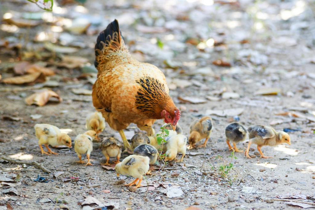 Plan d'affaires pour ferme avicole: Executive Summary