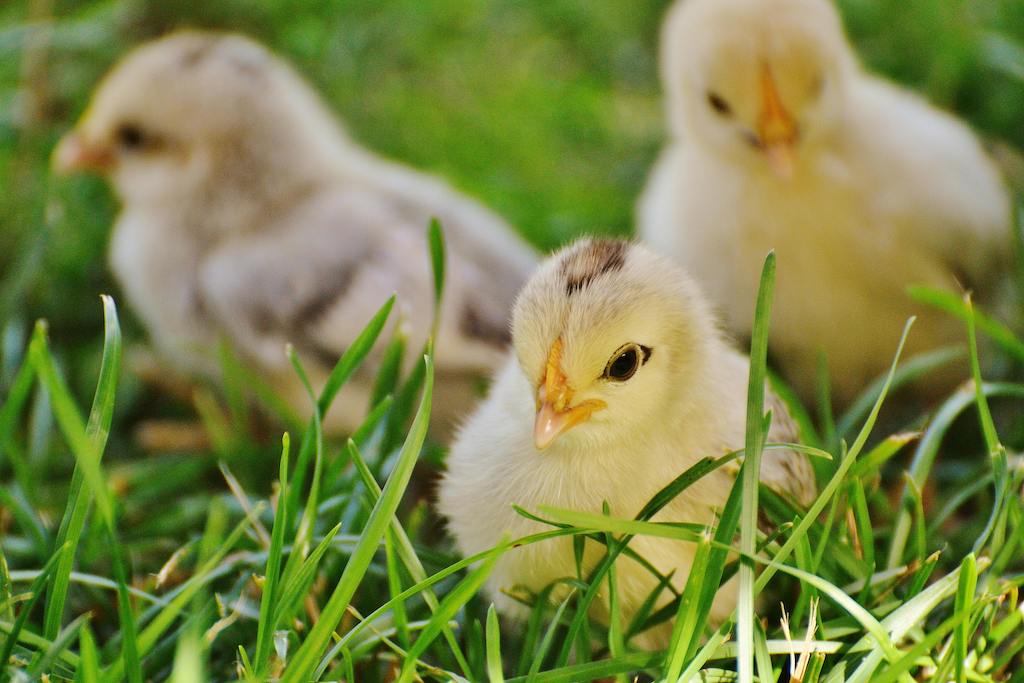 Plan d'affaires pour ferme avicole: Market Research and Analysis