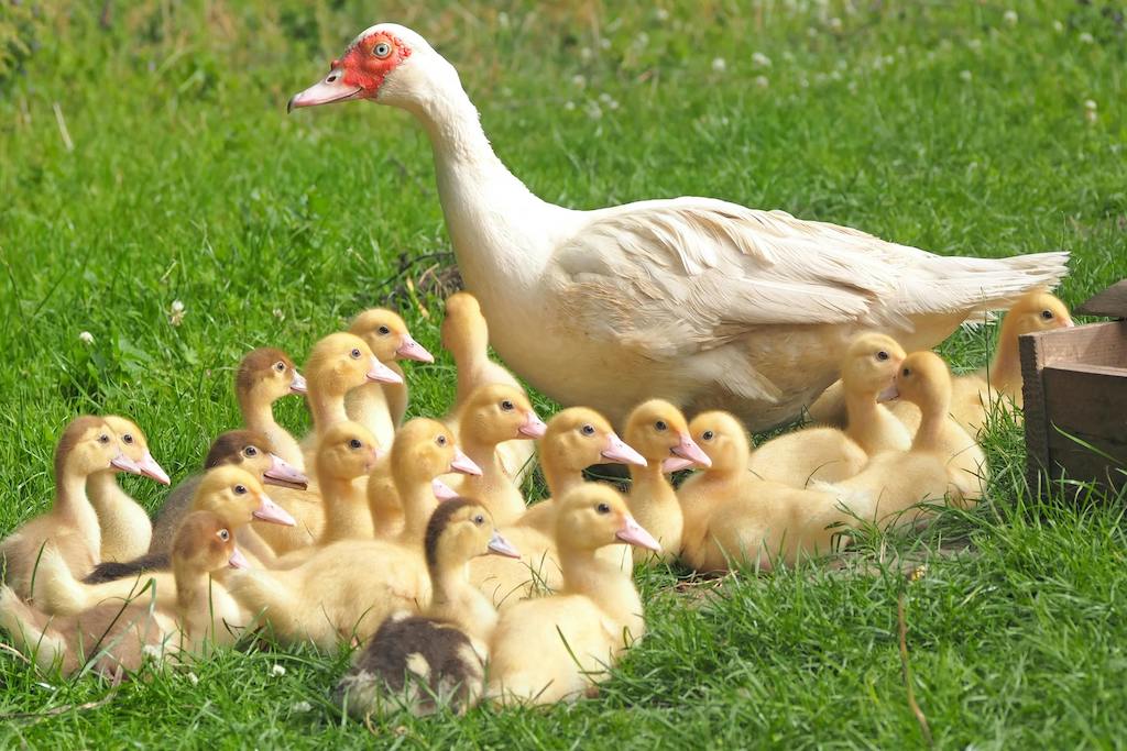 Poultry farm business plan: Organizational Structure and Management