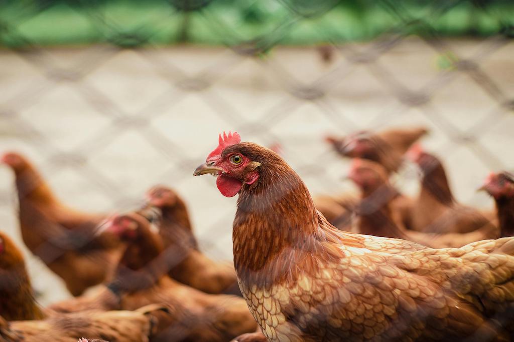 Plan d'affaires pour ferme avicole: Risk Analysis