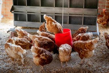 Poultry farm business plan + PDF